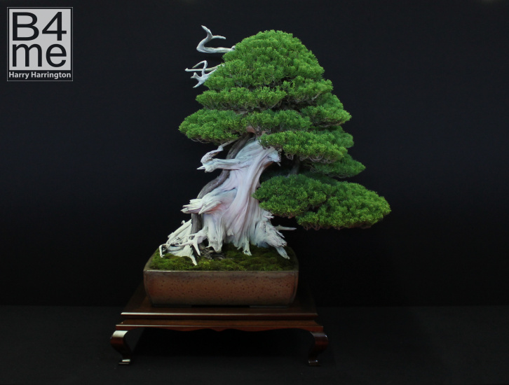 bonsai